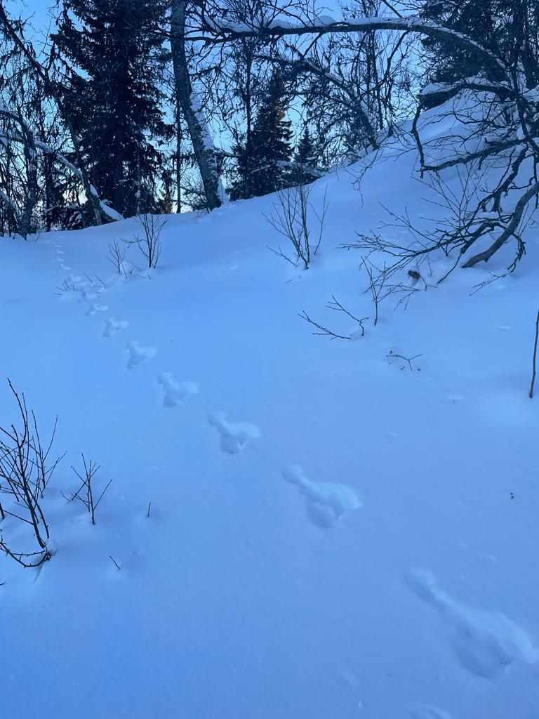 These animal tracks I found