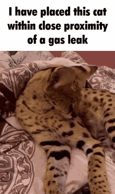 Gas gas gas