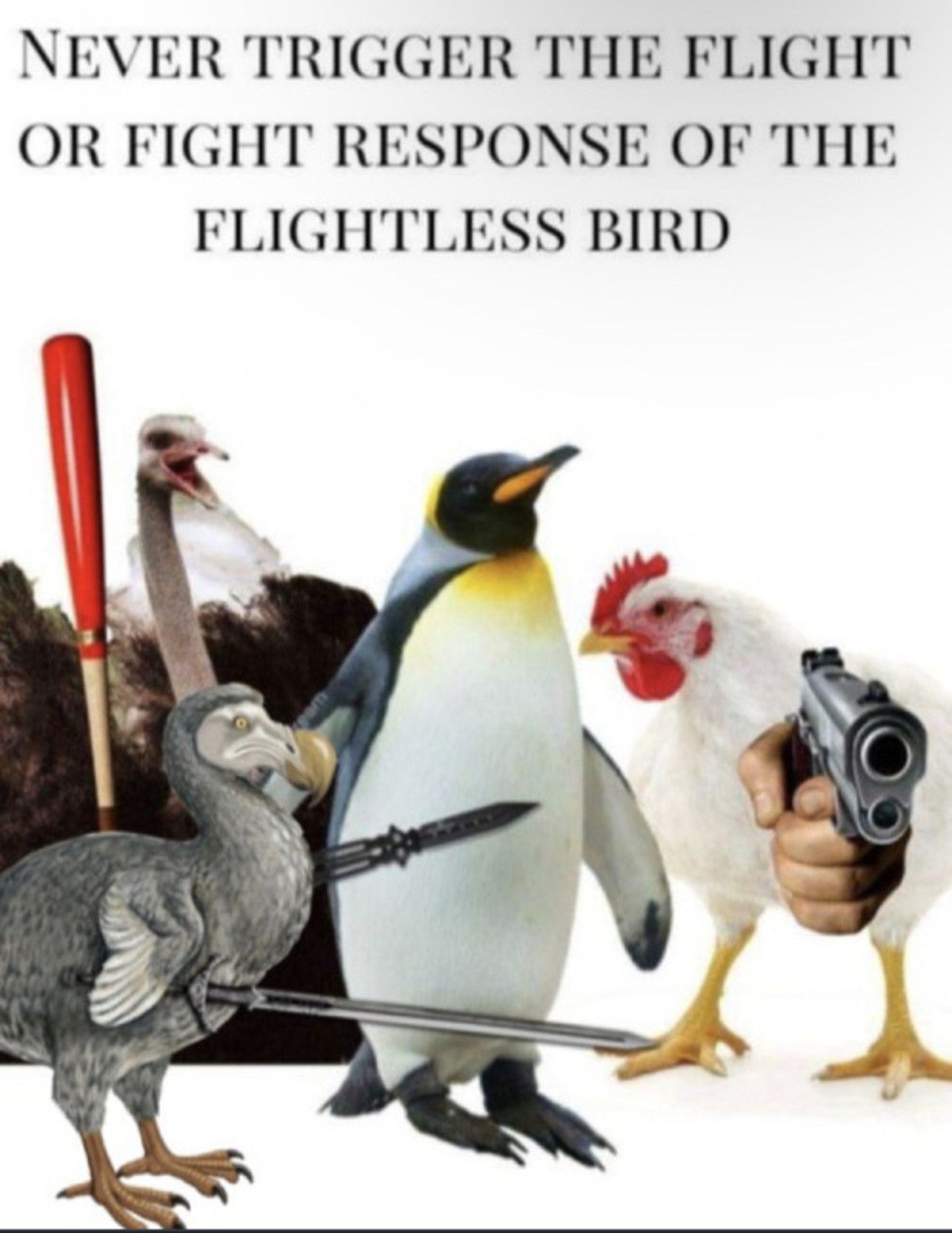 birds