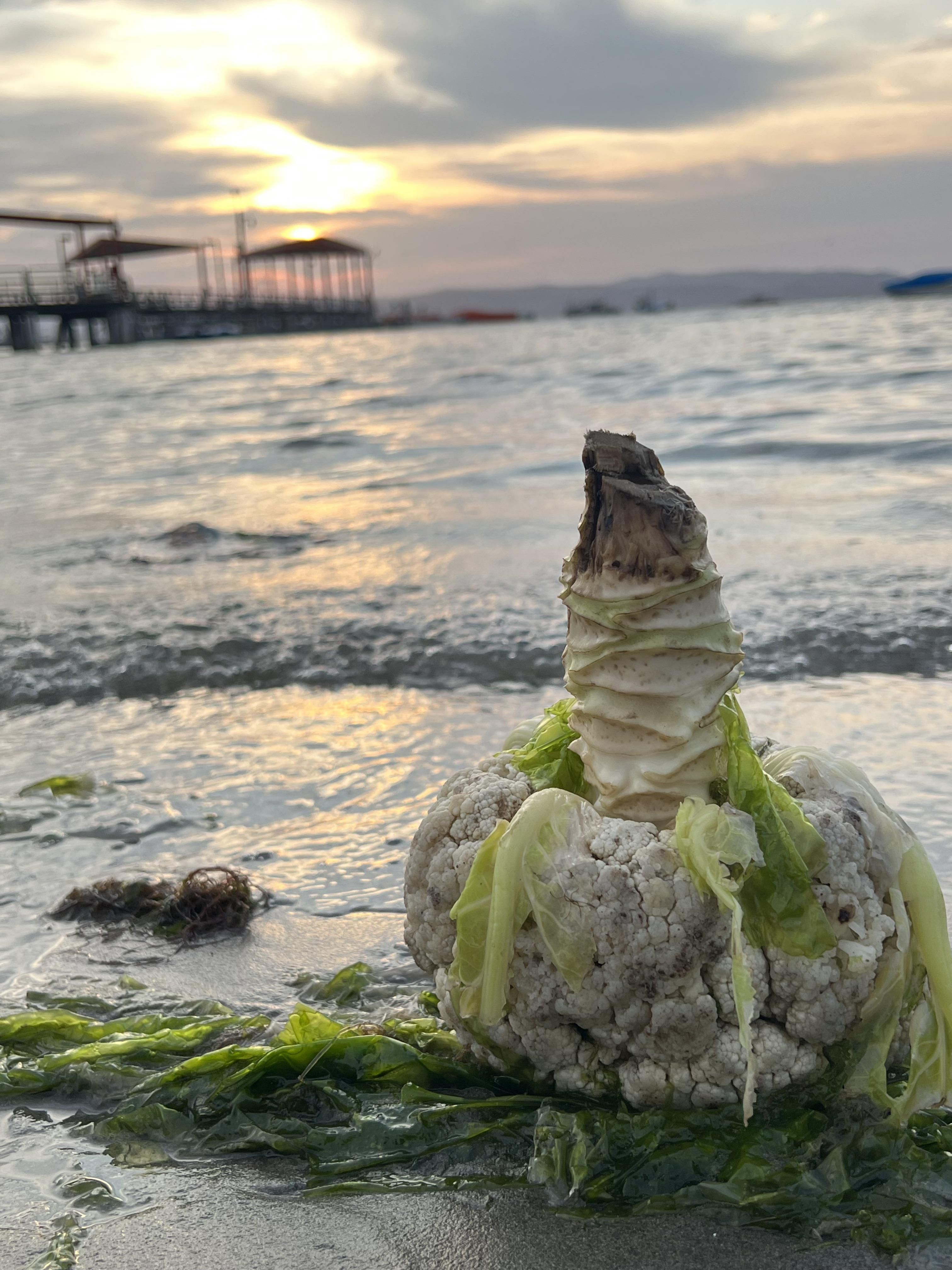 Did someone lose their cauliflower in the Pacific?