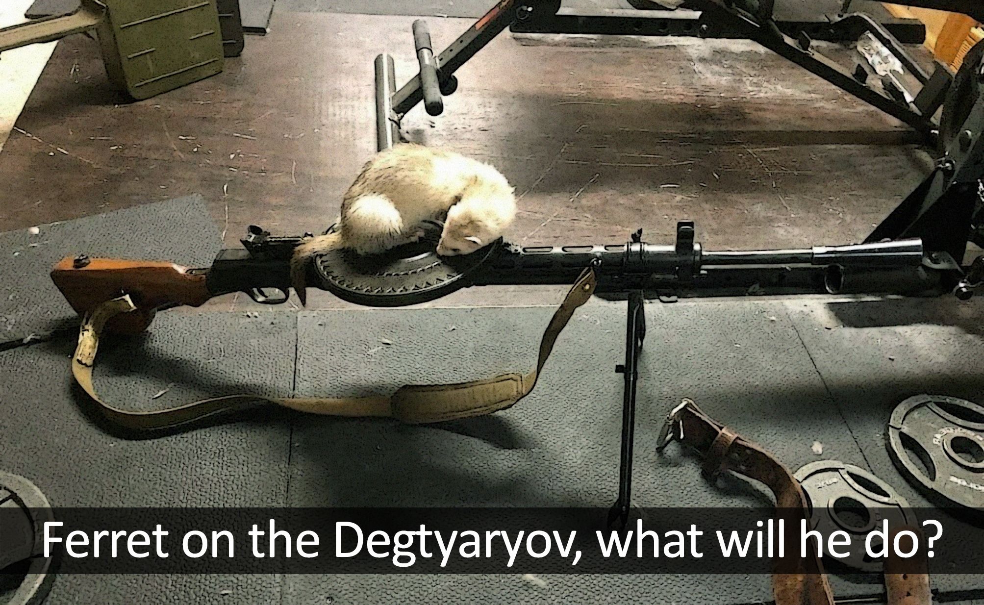 ferret