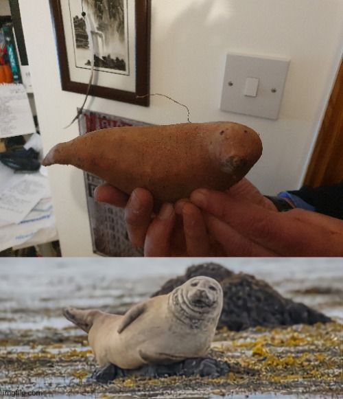 My Dad just walked into my room to ask me if this Sweet Potatoe Looked Like a Seal