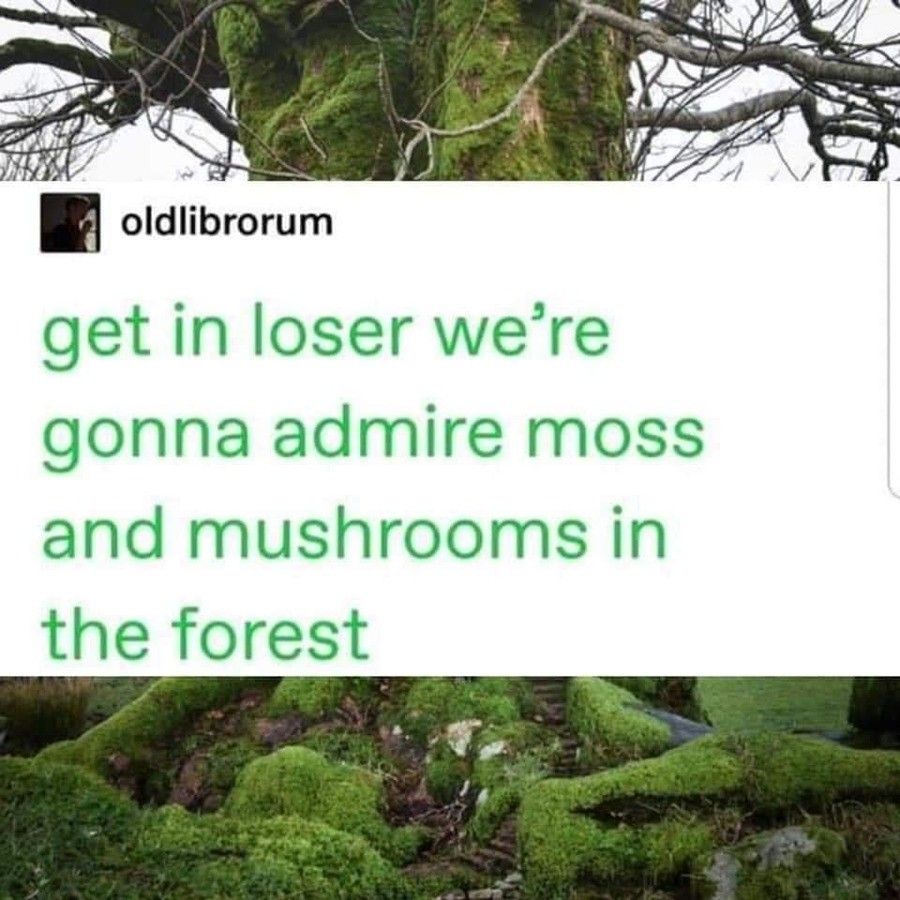 Who else innawoods?