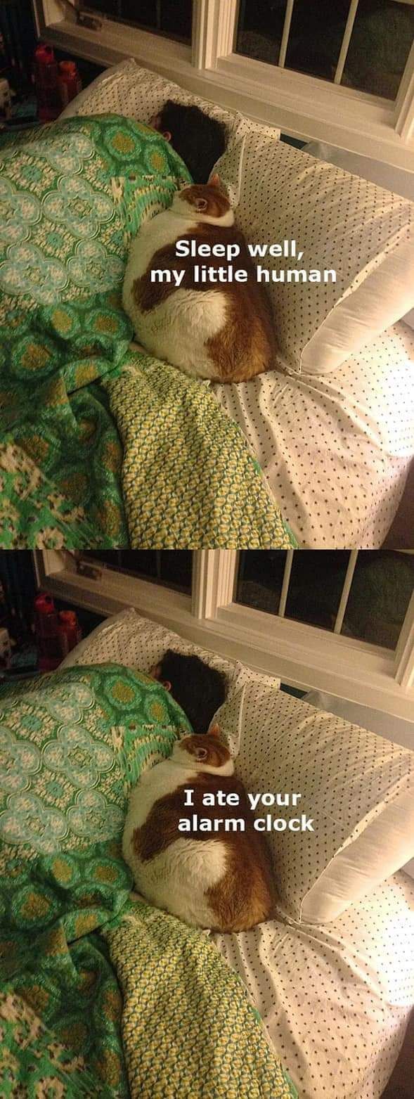 thoughtful cat