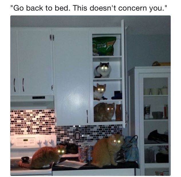 cat business