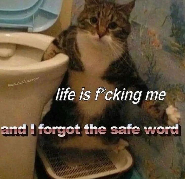 I do got addicted to cat memes