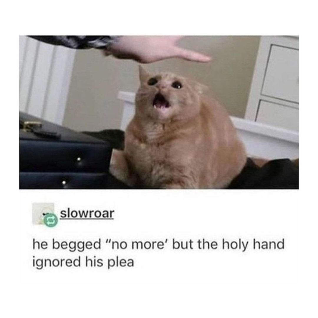 a loaf of cat