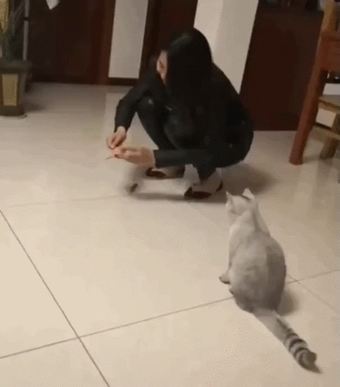 Aussie Cat