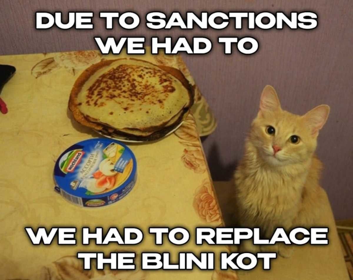 poor cat