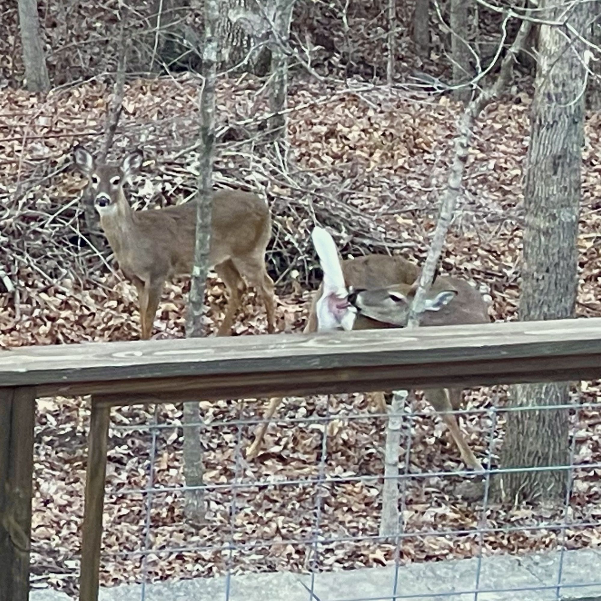 I took some pics of deer in my backyard. Shared them with friends. My wife laughed at this one and I couldn’t figure out why until I took a closer look…
