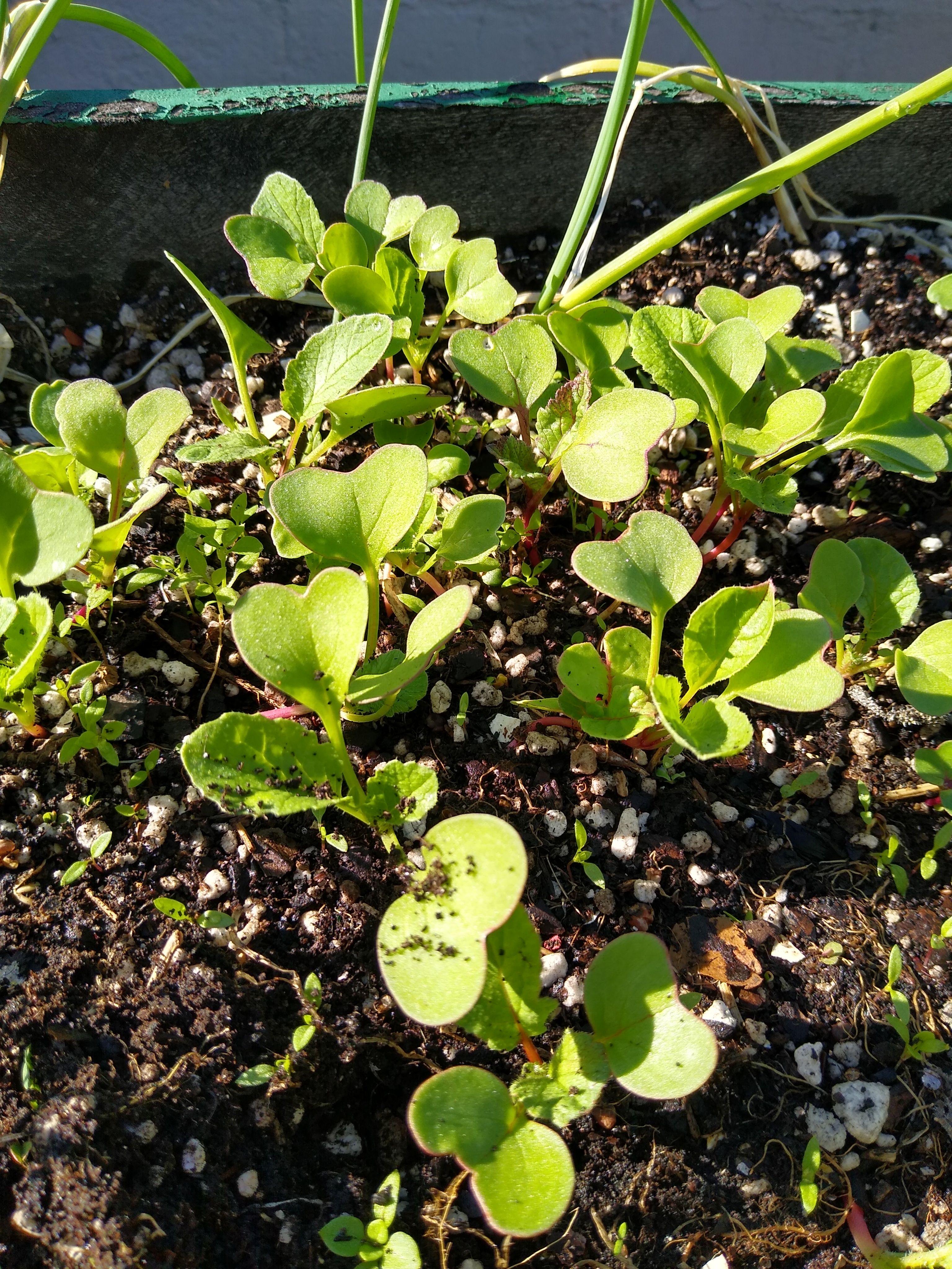 Radishes, again (not right winged posting, sorry)