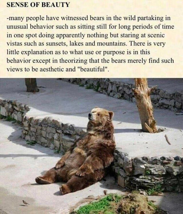 bears are brehs