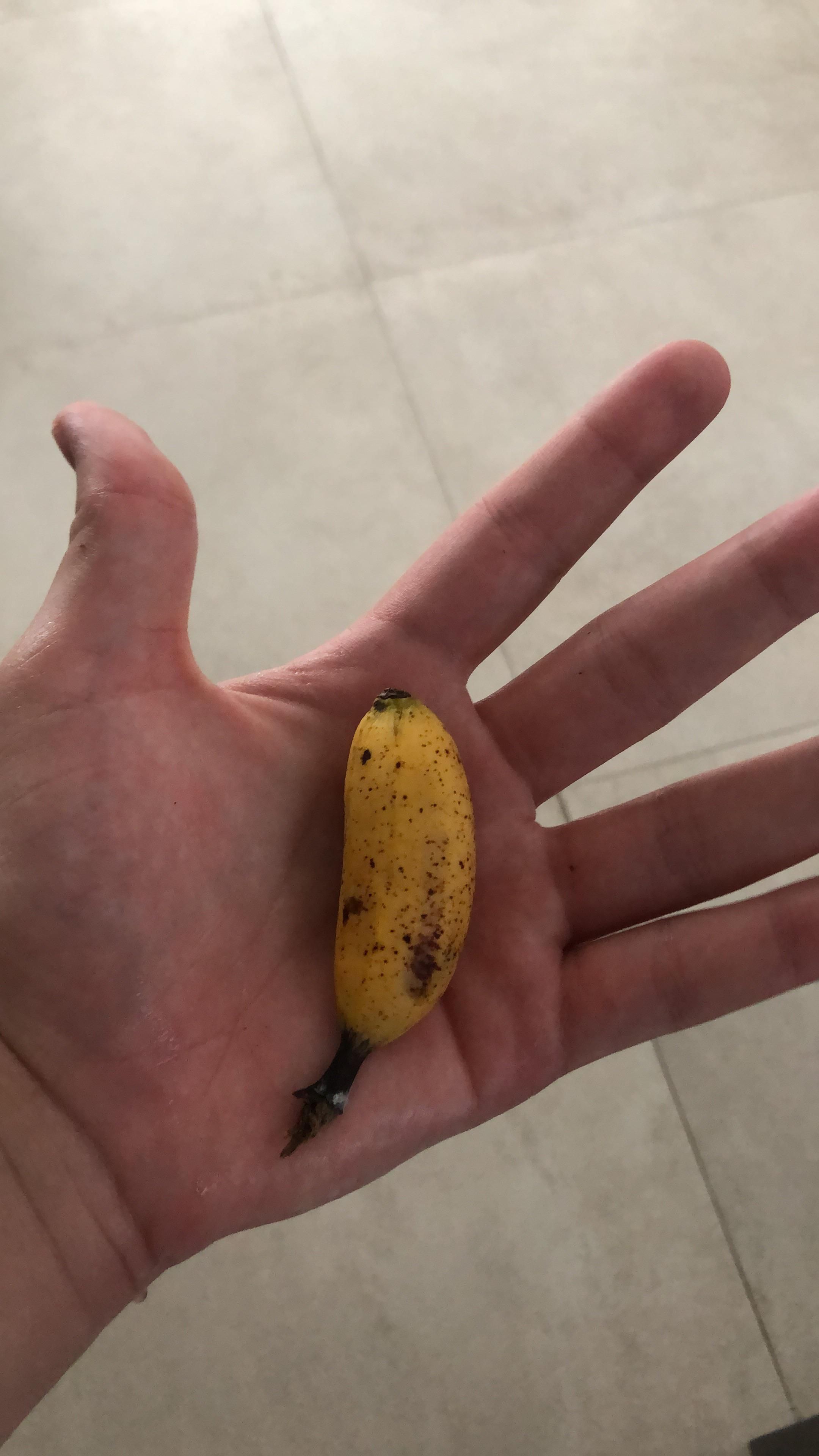 I found a 6 inch banana!