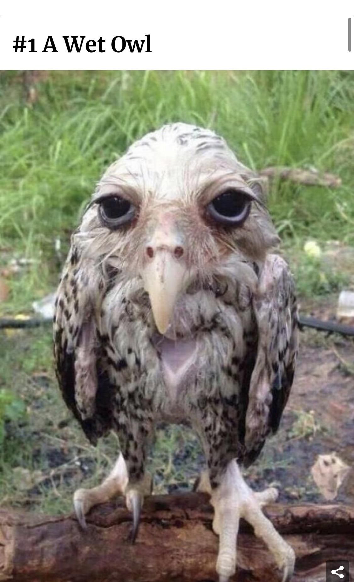 A wet owl
