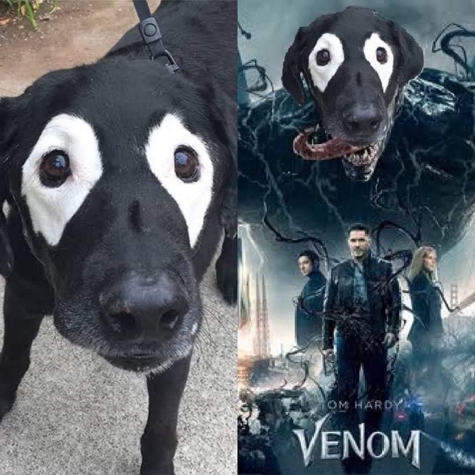 Eddie Bork as Venom-nom-nom-nom