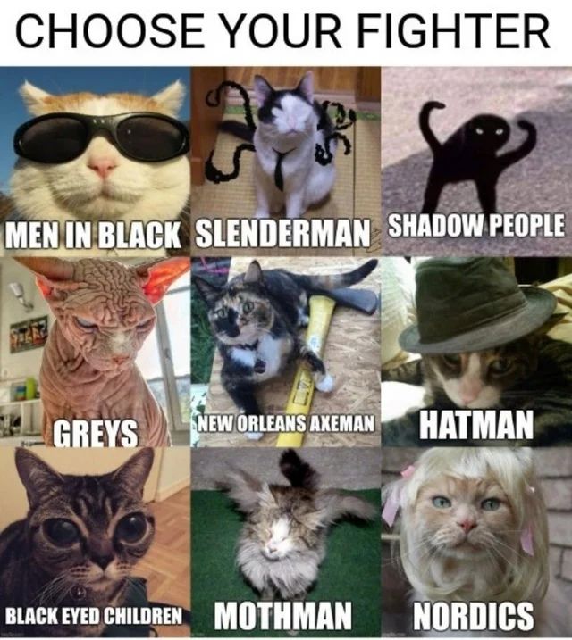 kot