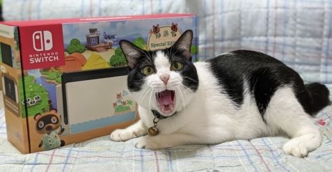 MIAAOAOAOWWWW!!!!