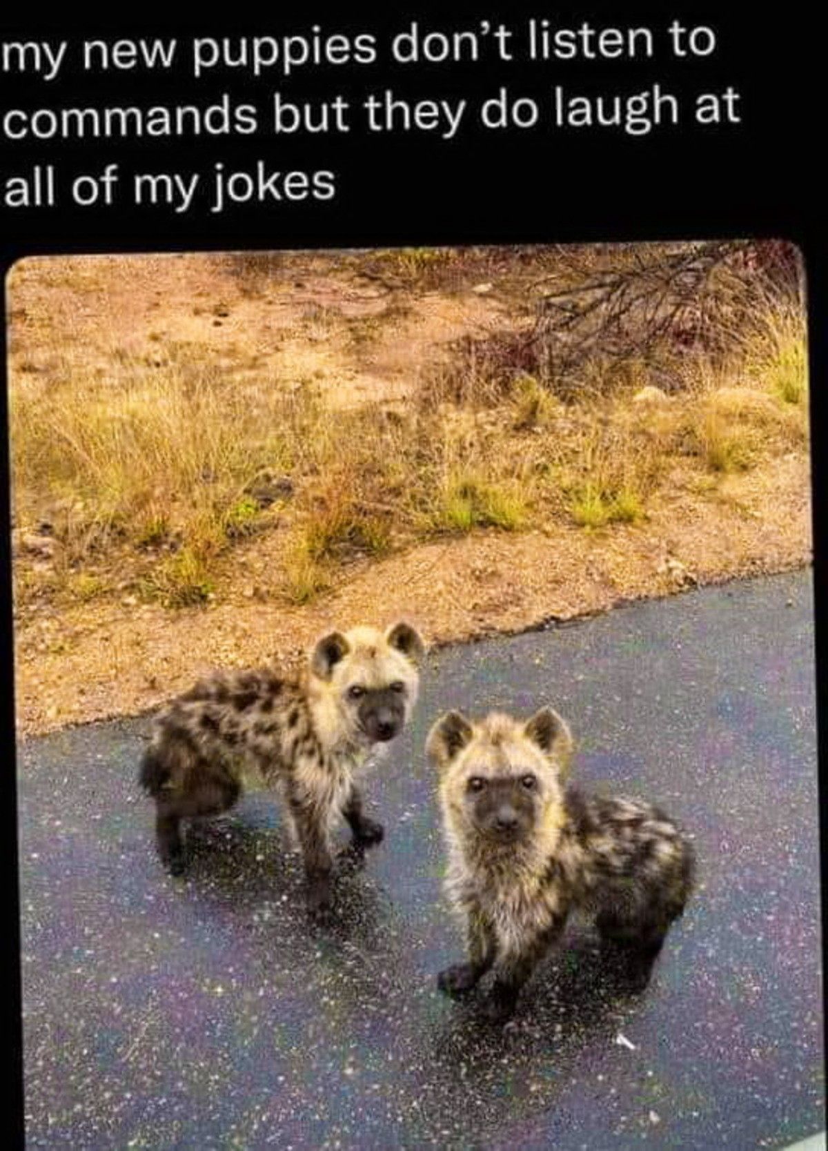pups