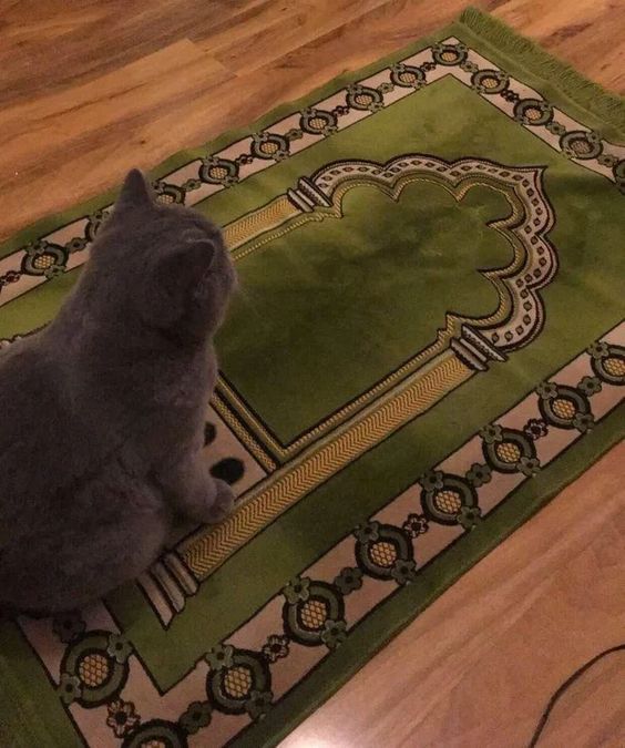 Cat Stevens contemplates converting to Islam