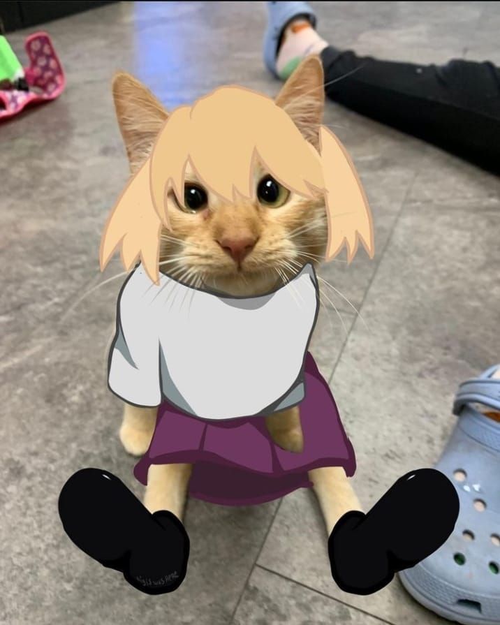 Here is a cat picture :)
