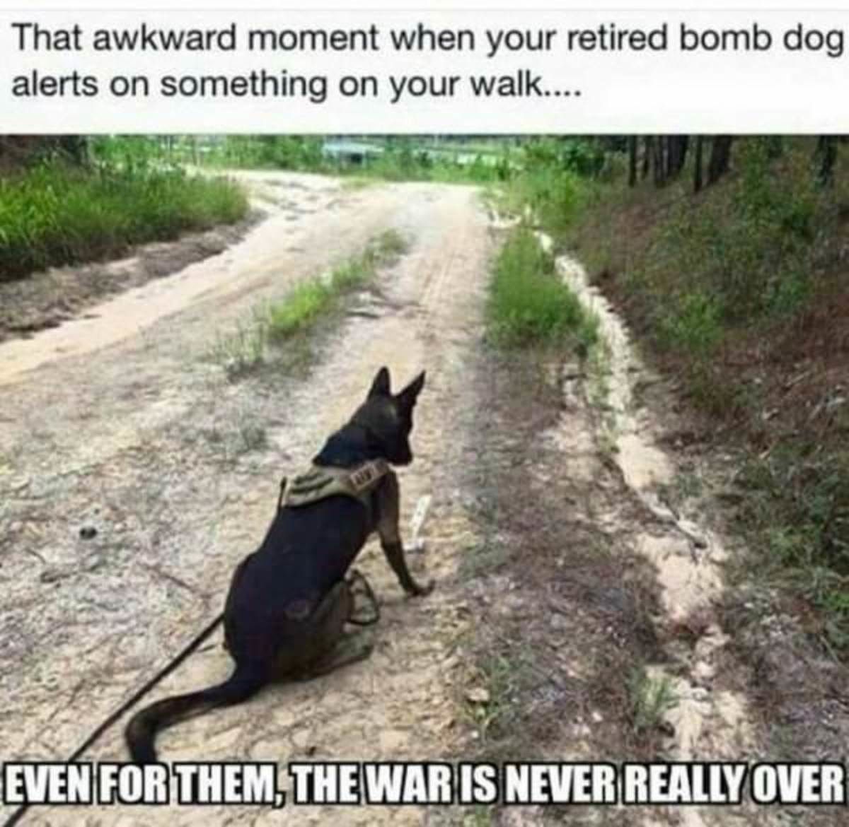 what da dog doing?
