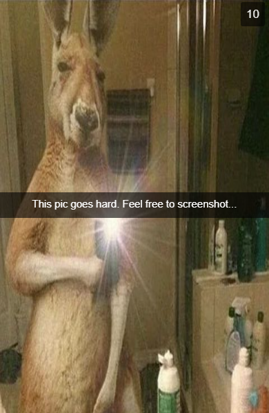 Kangaroo Reveal