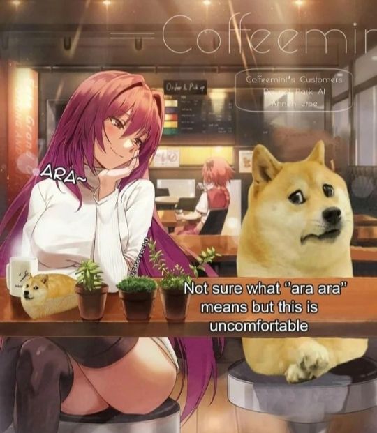 I wouldn't mind getting coffee with the Doge