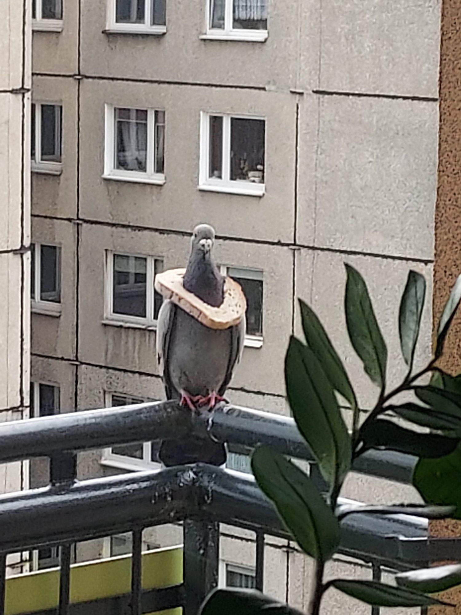 This pigeon has just flown onto my balcony...