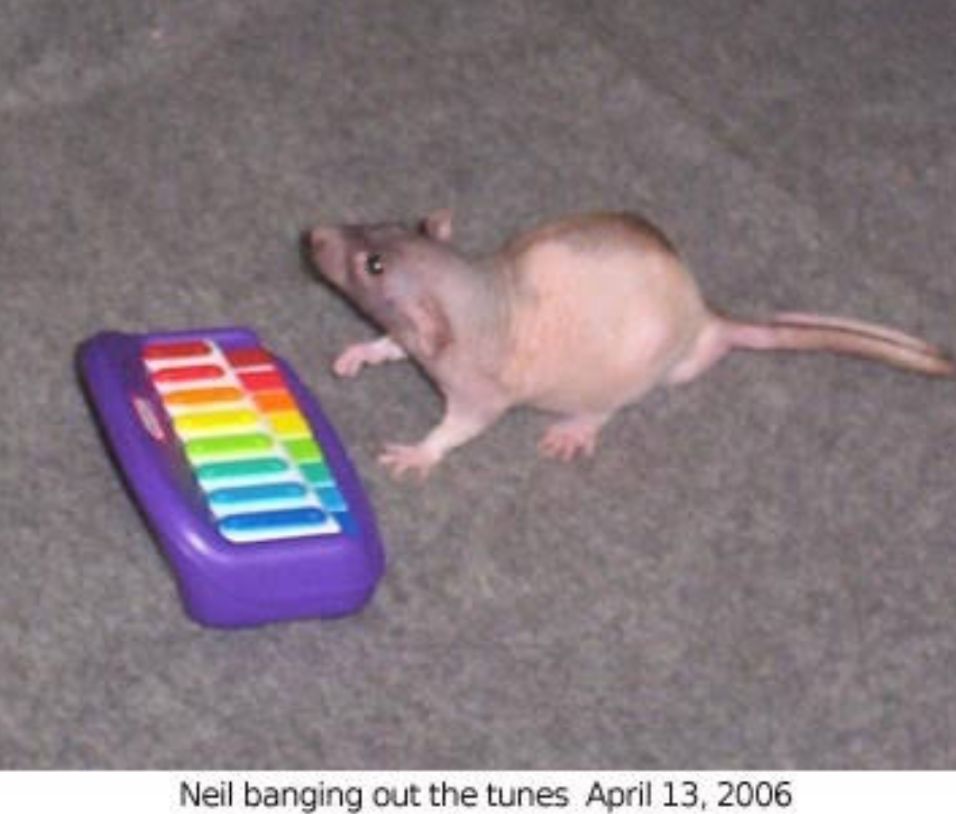 go neil