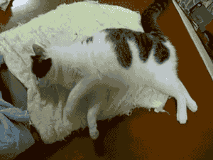 Dreamin cat