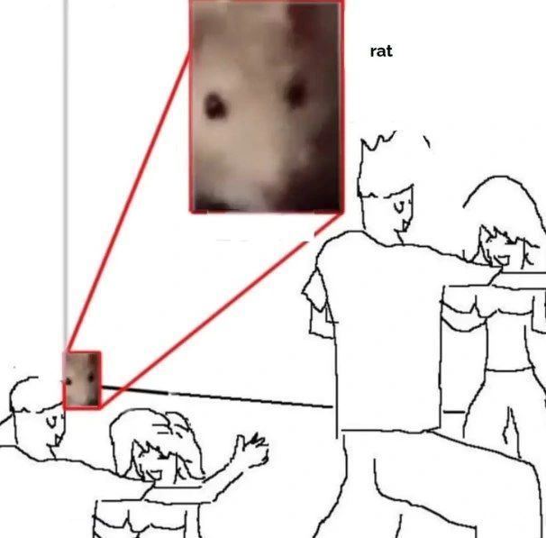 rat