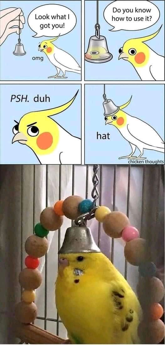 Birb
