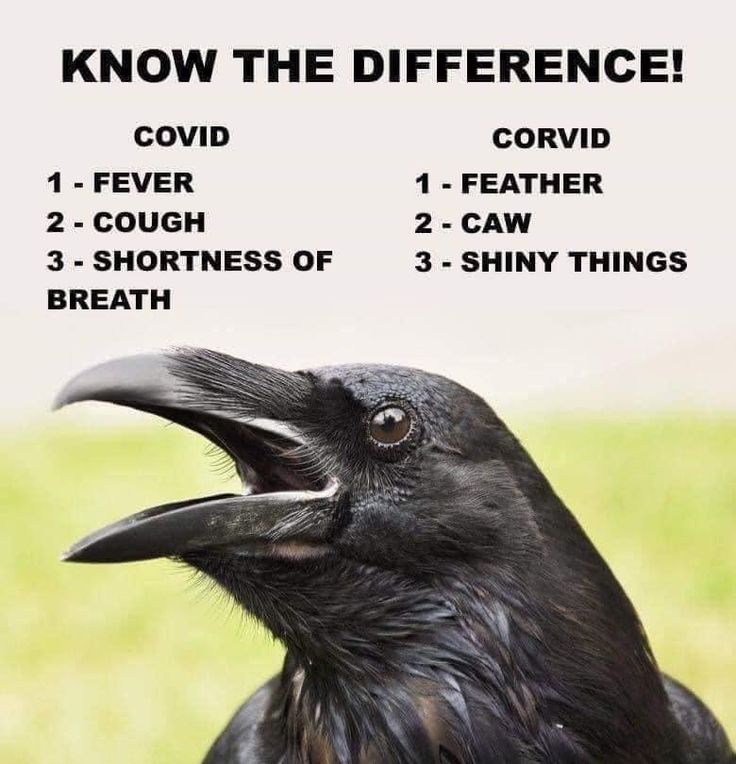 Corvid posting