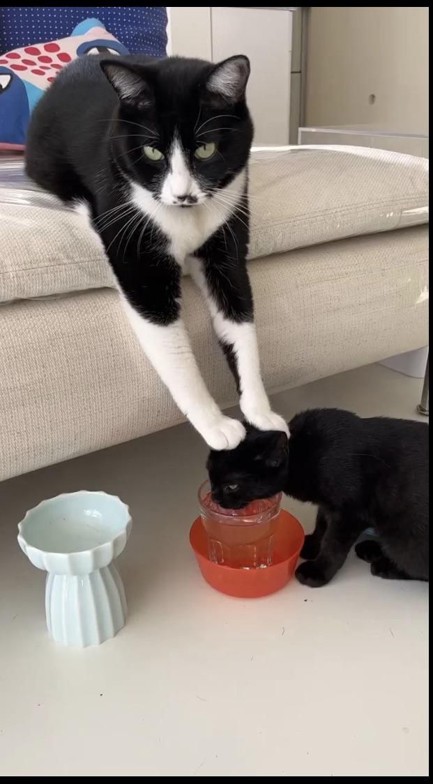 CIA cat waterboarding a black cat for information