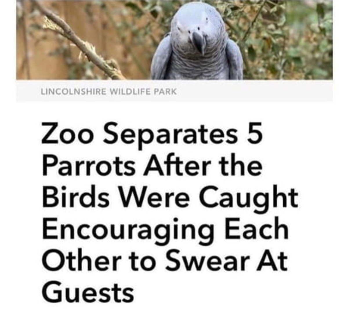 Based parrots
