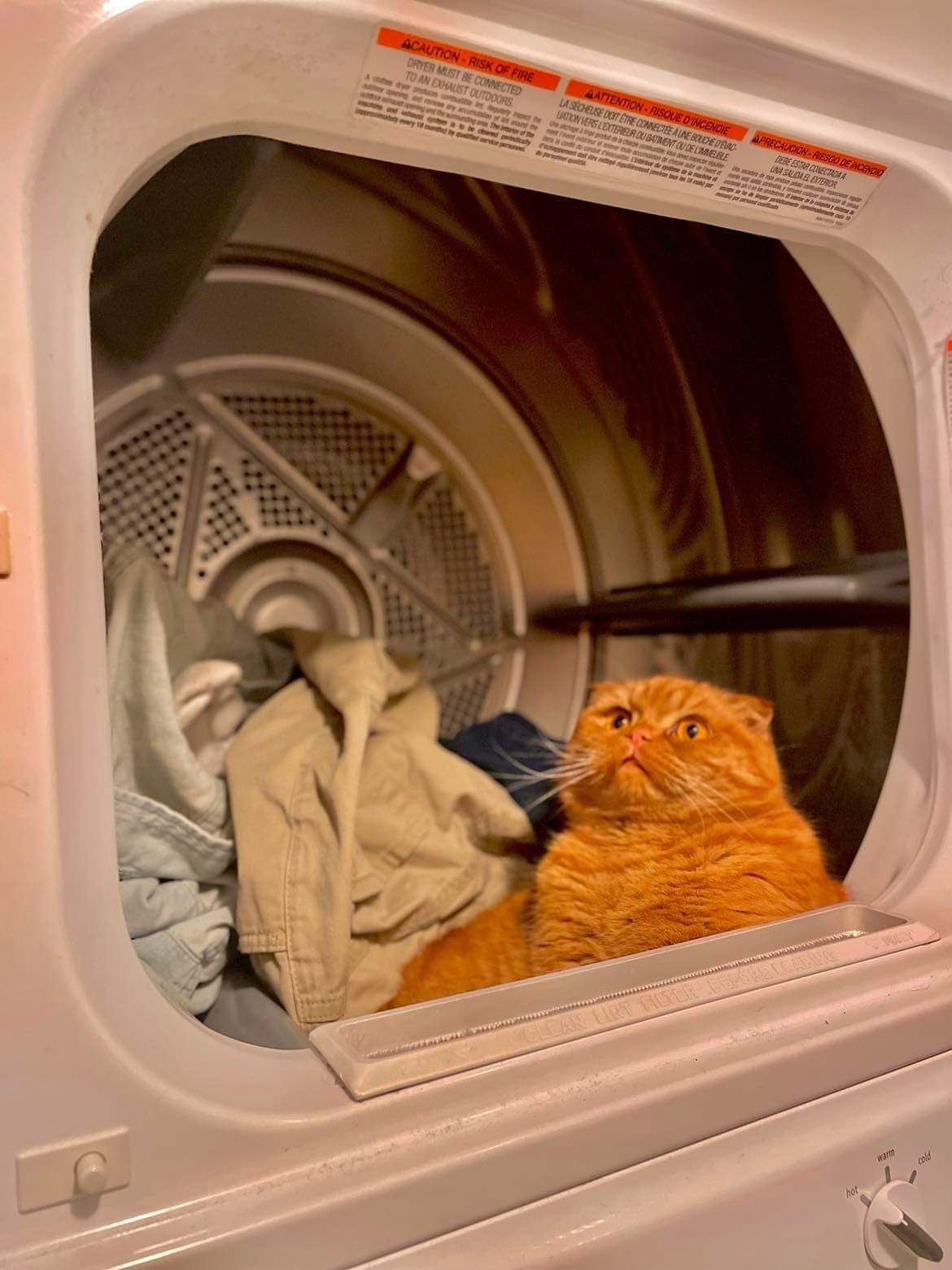 Our cat now lives in our dryer.