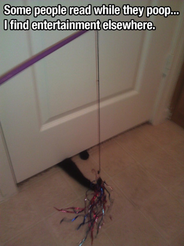 I suddenly want a cat