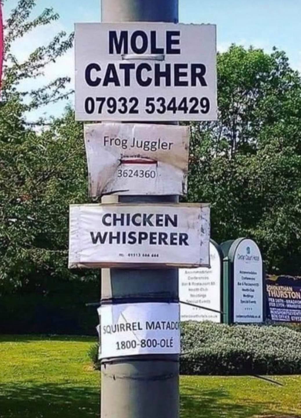 Dog bouncer