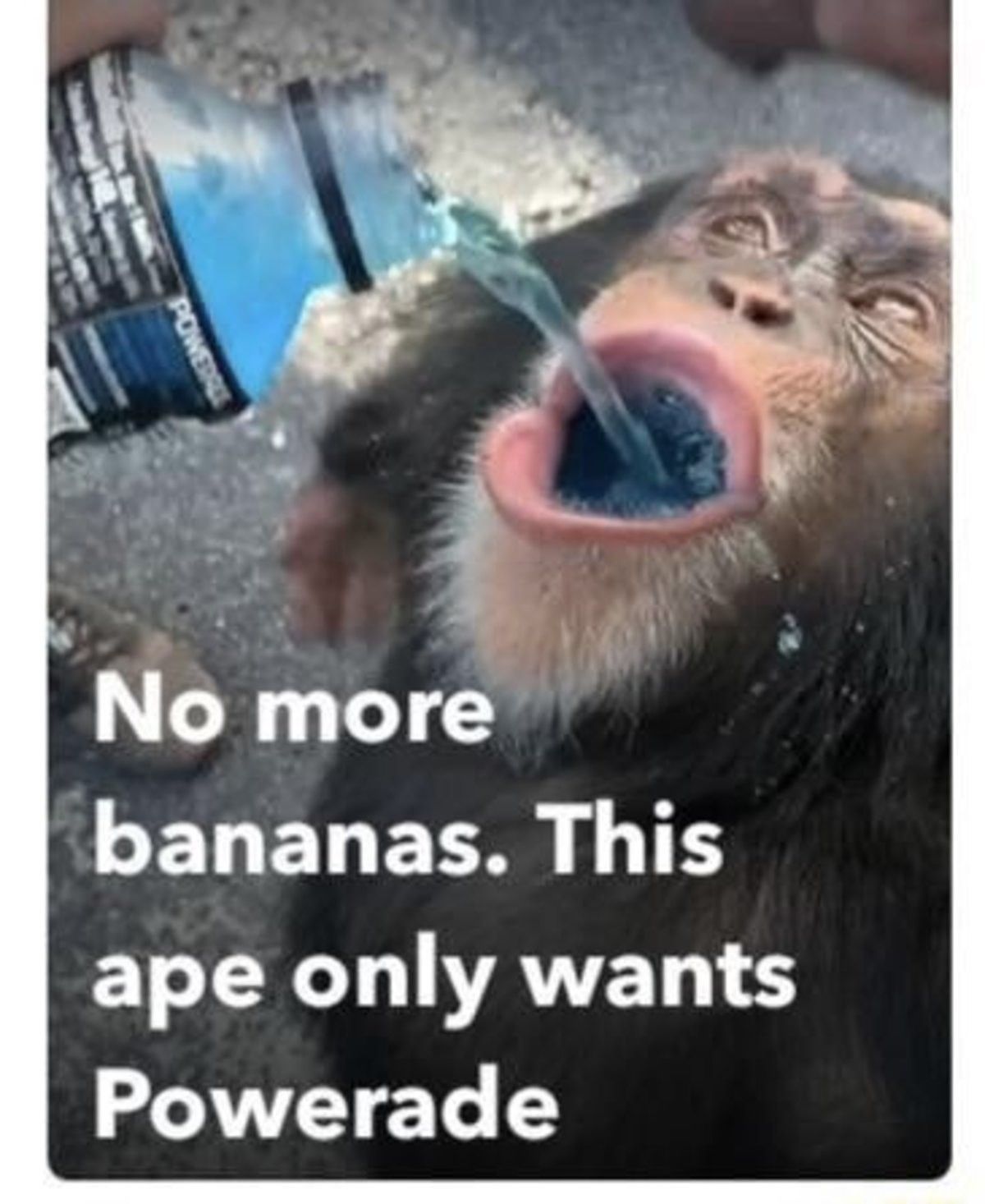 so apparently i'm a ape