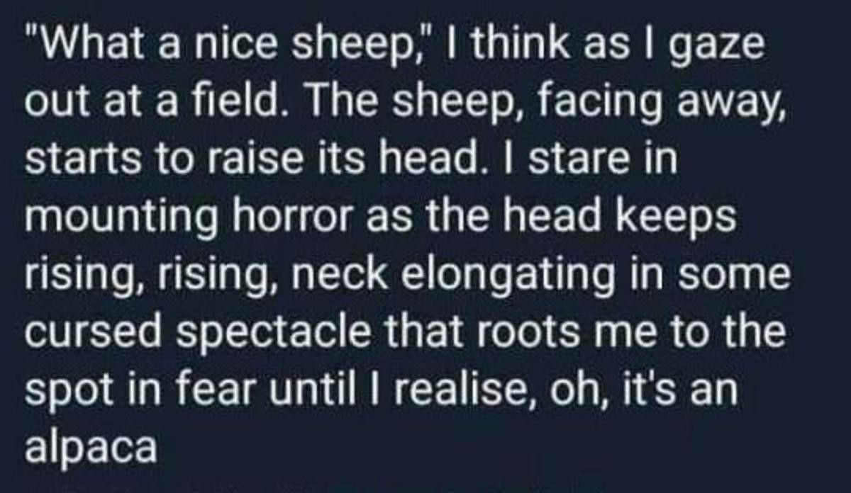 a Sheep