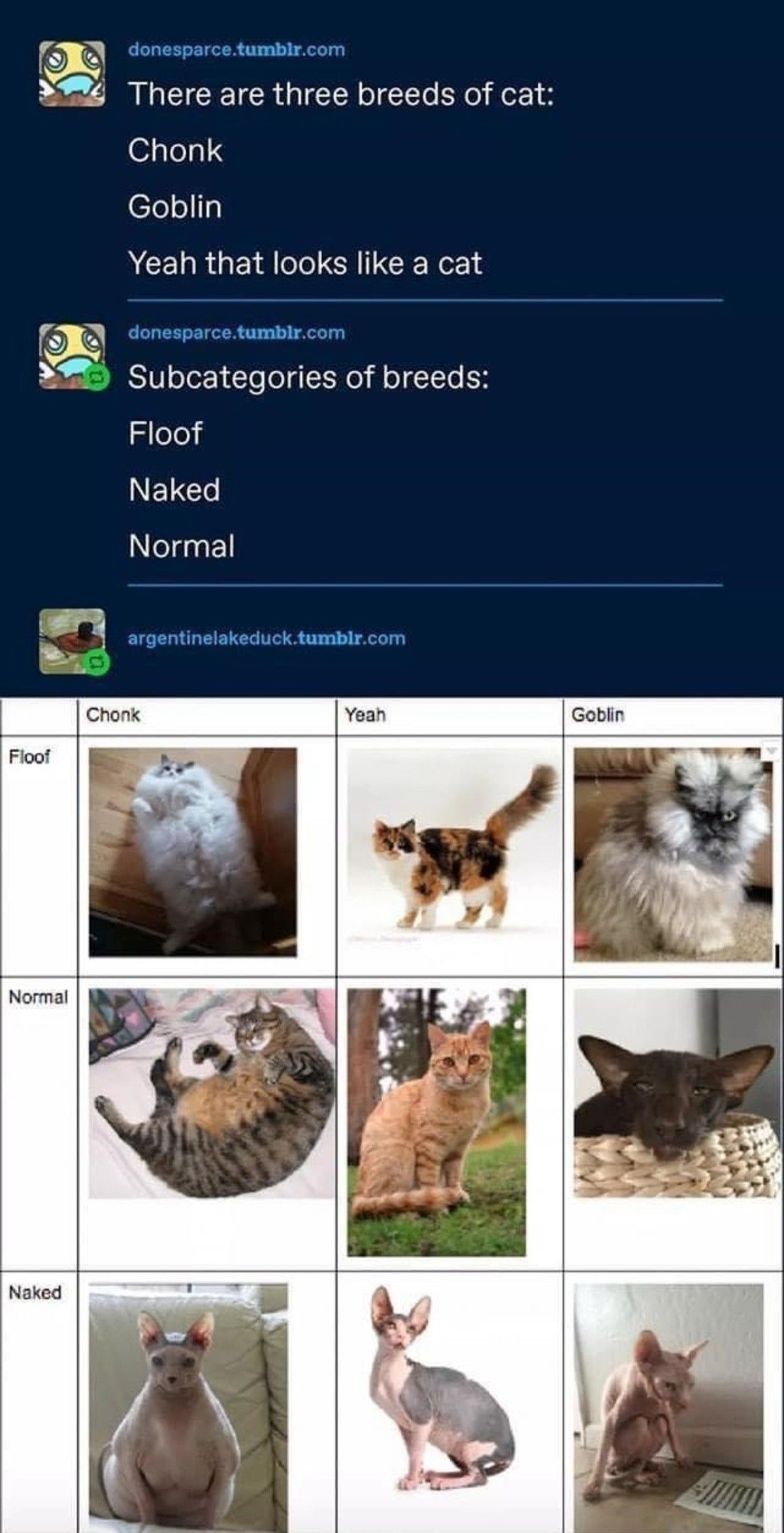 gato