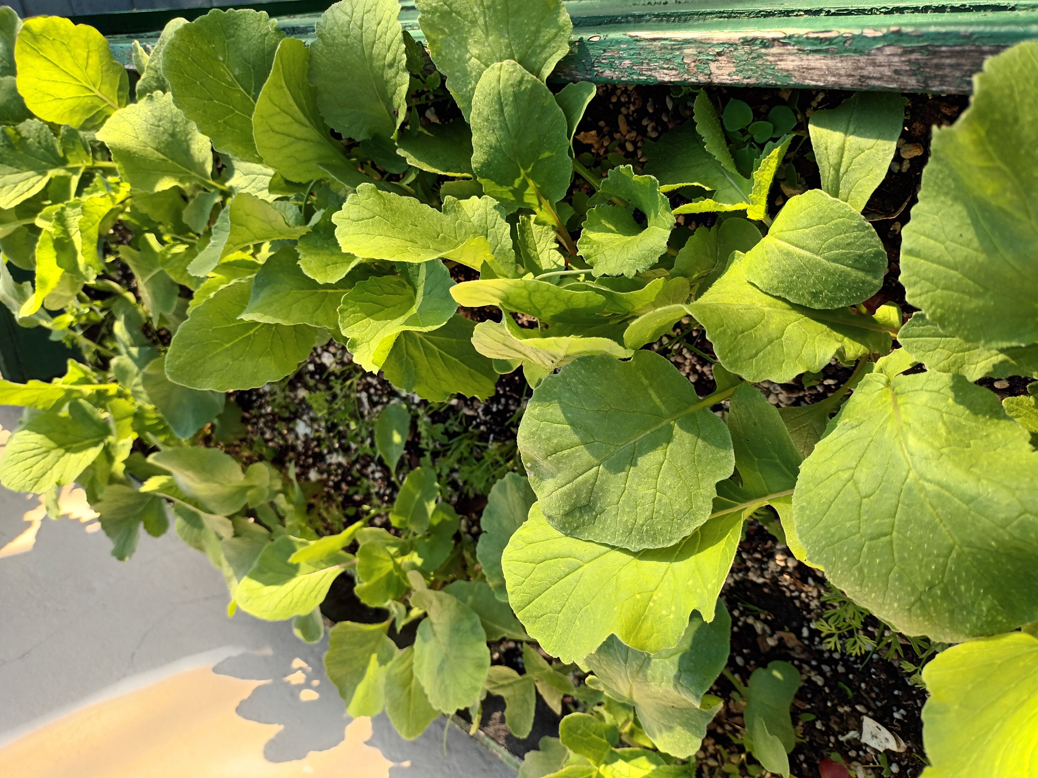 radish posting (again, not right wing posting, it's not the same)