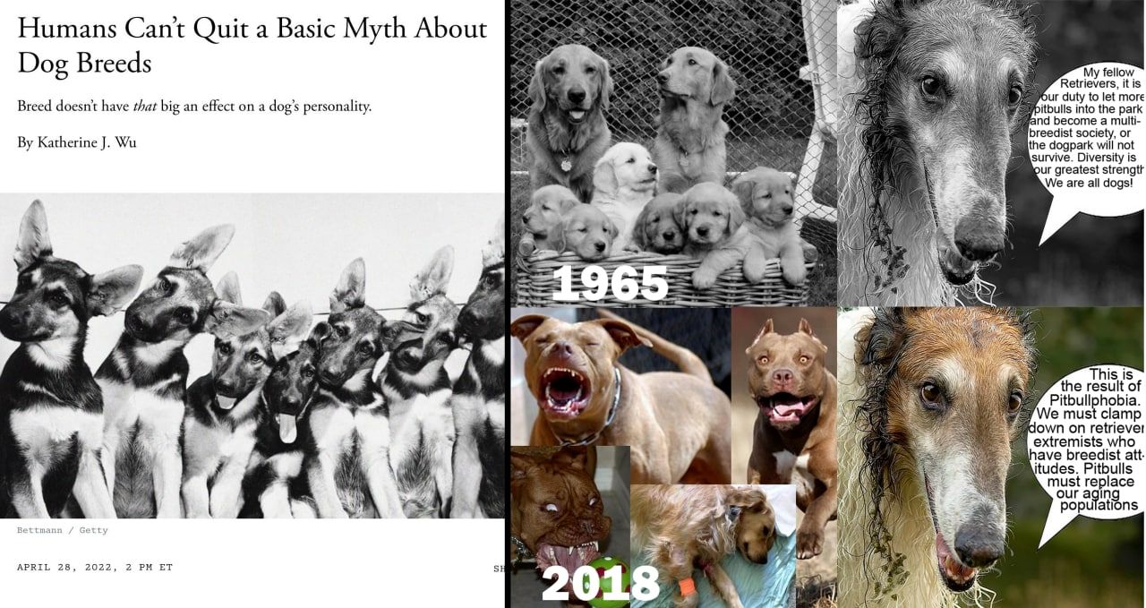 What the dog doing?