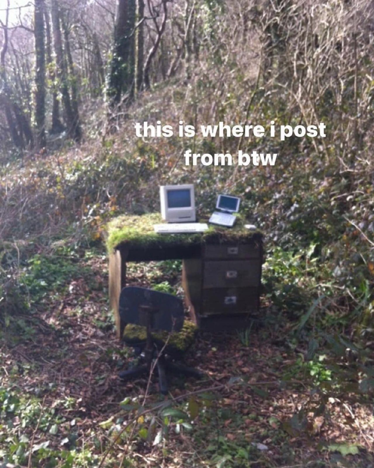 comfy forest