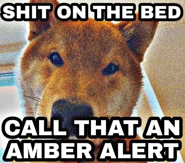 dog