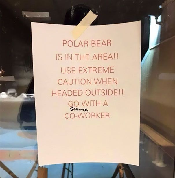 Polar bear in the area