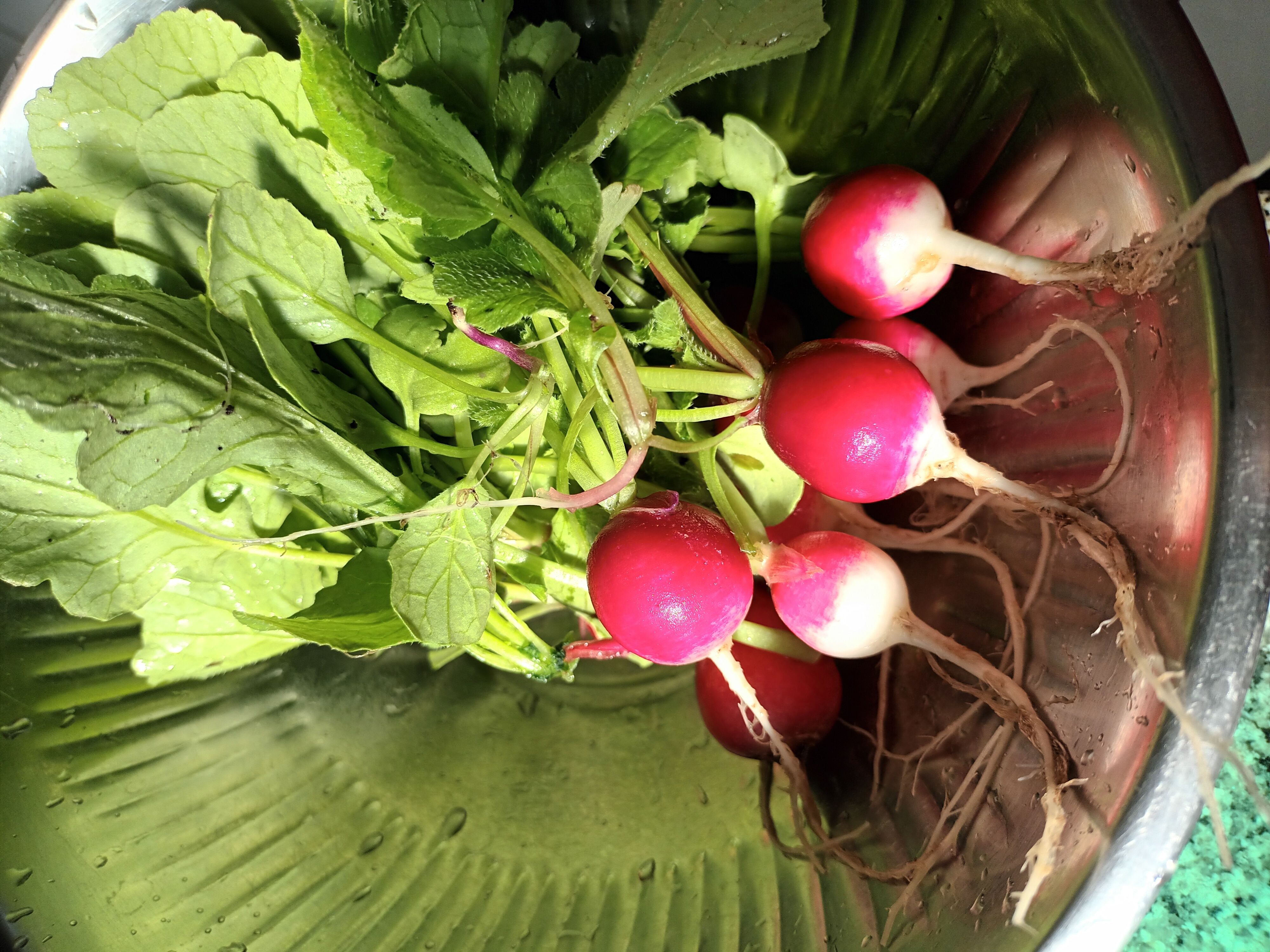 radish posting, final chapter, i promise