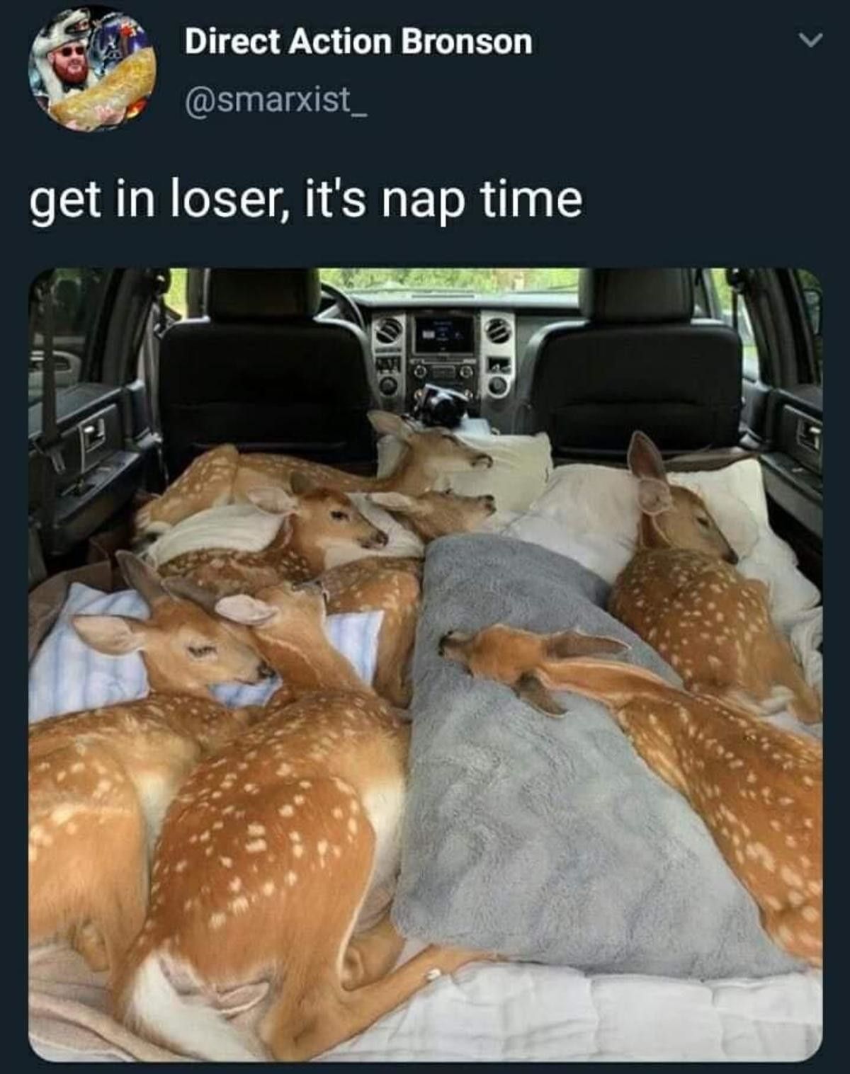 oh deer