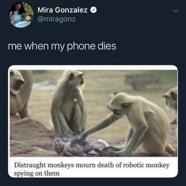 Monkey Moment