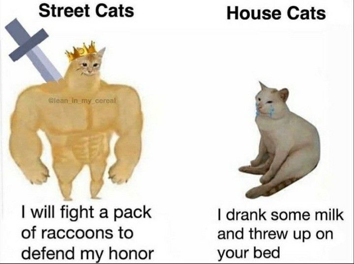 gato